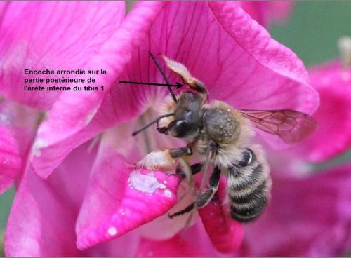 Megachile willughbiella